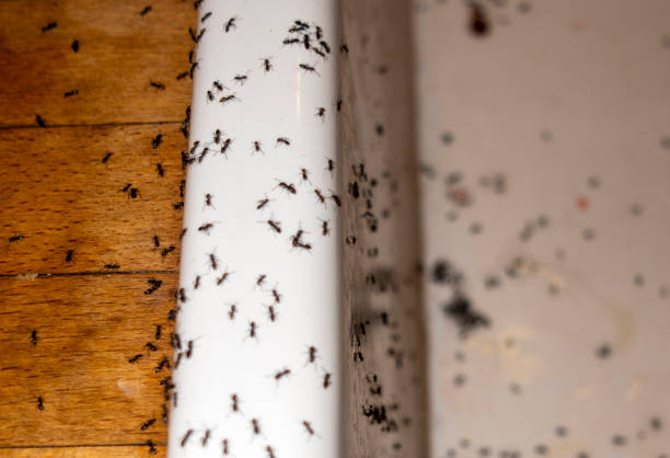 Best Exterminator Services  in Beulah, ND